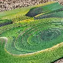 moray_g.webp
